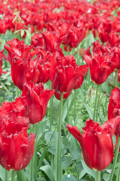 Bereich der rote Tulpen – Foto