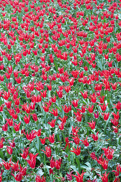 Bereich der rote Tulpen – Foto