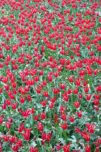 Campo de tulipas vermelhas - foto de acervo