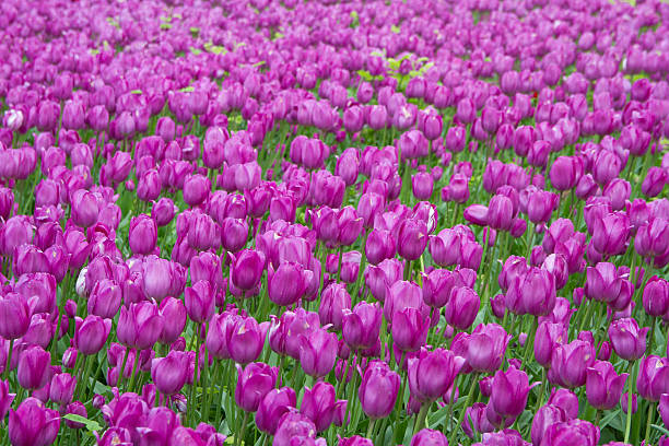 Campo de tulipas roxas - foto de acervo