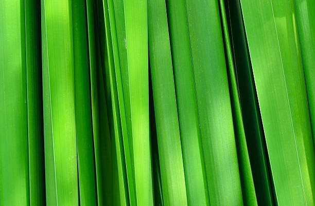 istock Green leaf of Papyrus abstract background 478568274