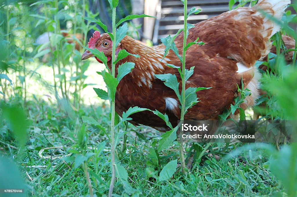 Chicken in garden Non-urban scene 2015 Stock Photo