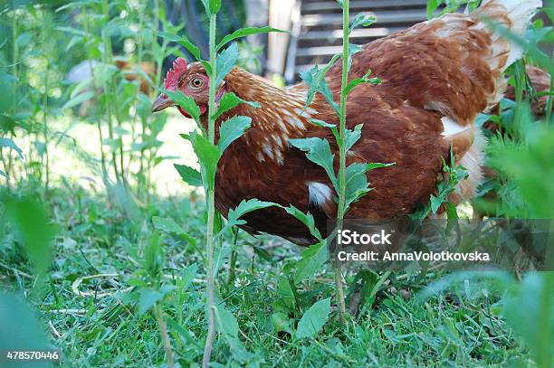 Chicken In Garden Stock Photo - Download Image Now - 2015, Agriculture, Animal