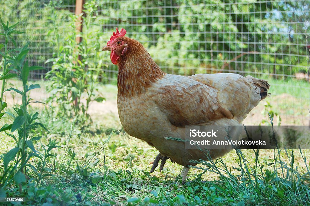 Chicken in garden Non-urban scene 2015 Stock Photo