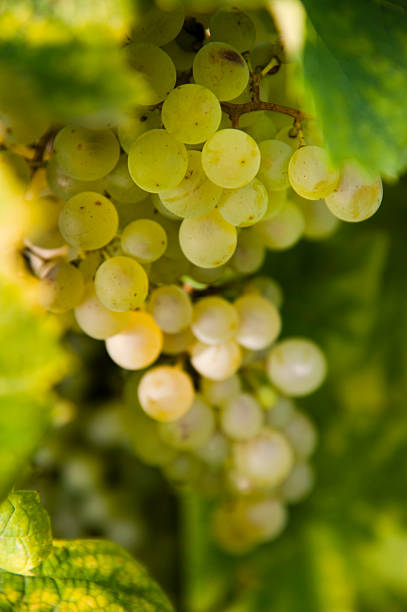 istock bunch of white grapes 478570494
