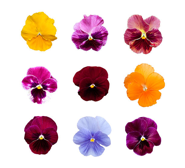 istock Pansy flowers isolated on white background 478570819