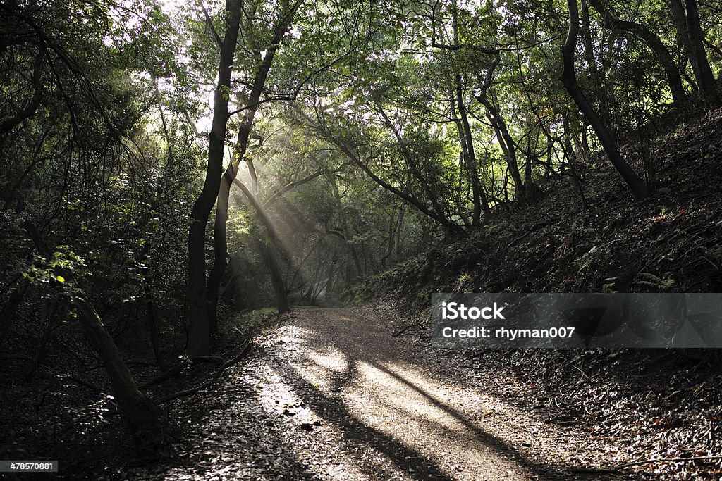 Dios rayos de sol en el bosque - Foto de stock de Aire libre libre de derechos