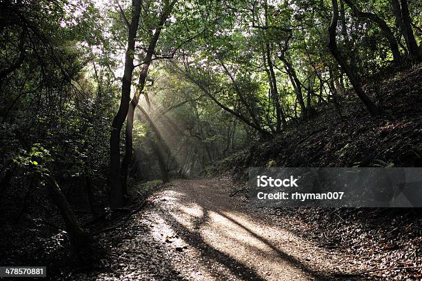 Dios Rayos De Sol En El Bosque Foto de stock y más banco de imágenes de Aire libre - Aire libre, Bosque, Camino