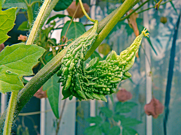 istock Bitter Melon, Momordica Charantia on plant 478571220