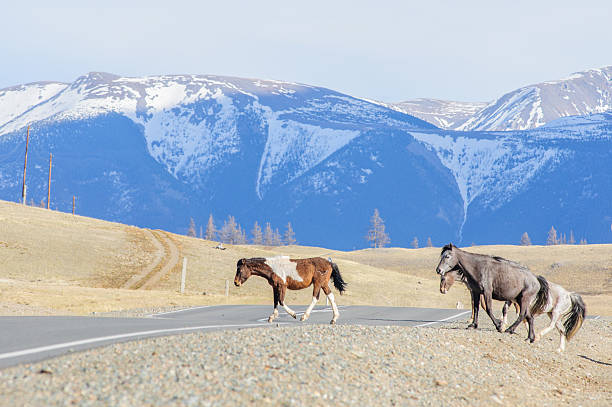 istock Horses striding in Altai steppe 478571648