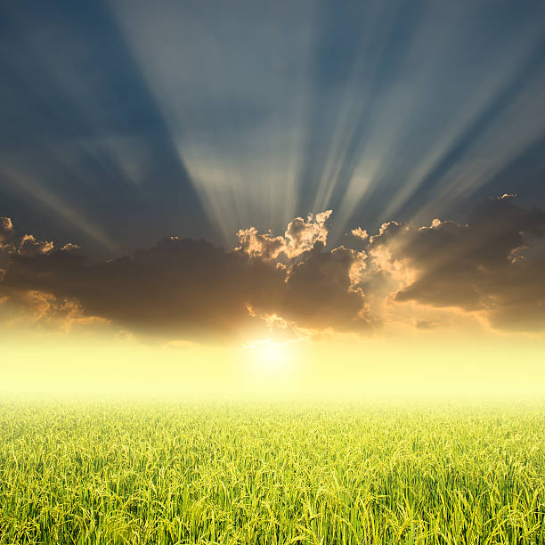 rice field and beautiful sunset stock photo