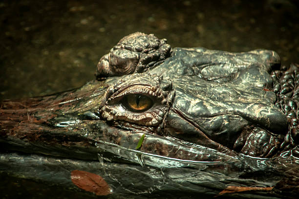 istock American aligator submerged in a pond 478572318