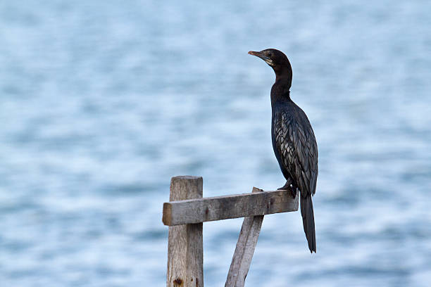 istock Little cormorant in Batticaloa, Sri Lanka 478573620