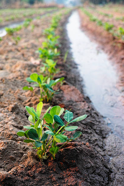 istock Rows of peanut plants growing in well irrigated soil. 478575491