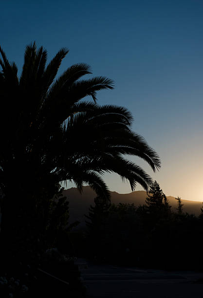 Silhouette of palm trees stock photo