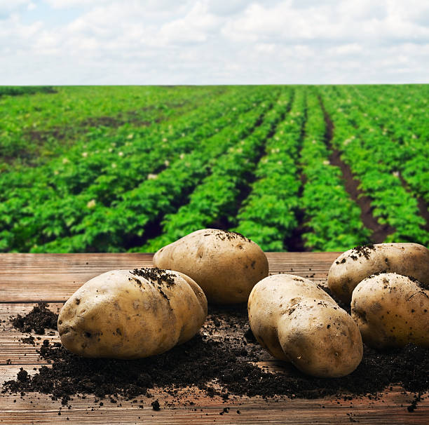 harvesting potatoes on the ground stock photo