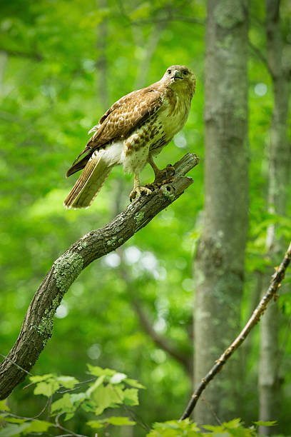 istock Redtail hawk perched on a branch in Manchester, Connecticut. 478577592