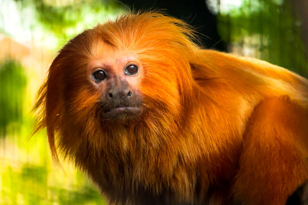 Golden Lion Tamarin Monkey eating an apple in a zoo
