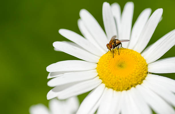 Fly on daisy stock photo