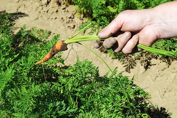 Hand with carrot in the garden