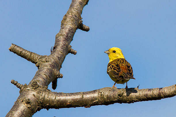 A yellow siskin sits on a branch against the blue sky. The branch is green and brown. The sky is blue