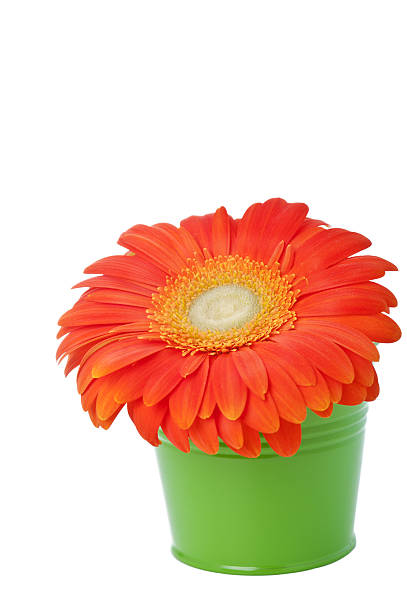 istock orange gerbera daisy flower in green bucket 478580279