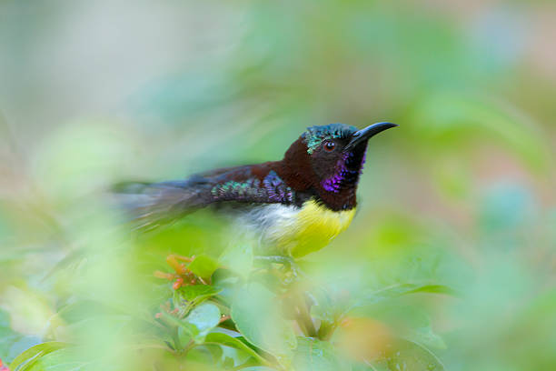 specie Leptocoma zeylonica in Mynneriya national park, Sri Lanka