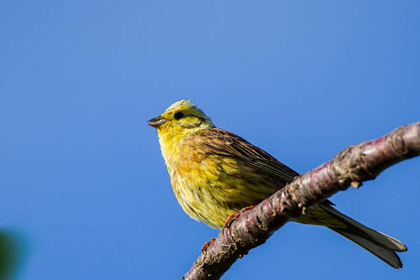 istock Golden bunting lat Emberiza citrinella 478581514