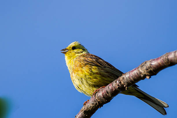 istock Golden bunting lat Emberiza citrinella 478581598