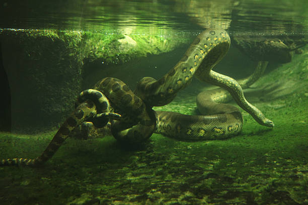 Green anaconda (Eunectes murinus) Green anaconda (Eunectes murinus) swimming underwater. Wildlife animal. squamata stock pictures, royalty-free photos & images