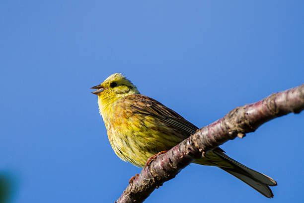 Side view close-up of a single male Western yellow wagtail (Motacilla flava) flying  with open mouth and wings closing on an early sunny summer morning with a clear blue sky, part of series 2/3[in the Netherlands the Yellow Wagtail is on the Red List of Threatened Species]