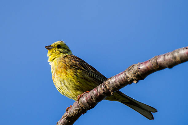 A close-up of a yellow bunting bird resting on slender branches with a blurred green background.