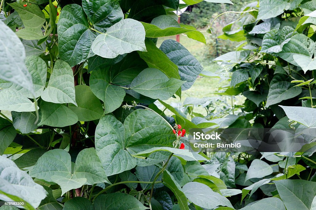 Pole Beans Pole bean plants 2015 Stock Photo