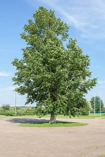 istock green tree on a piece of grass in the park 478582736