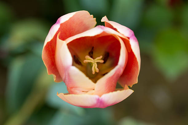 Tulpen – Foto
