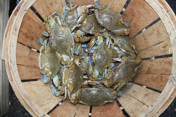 Photo of Bushel of blue crabs