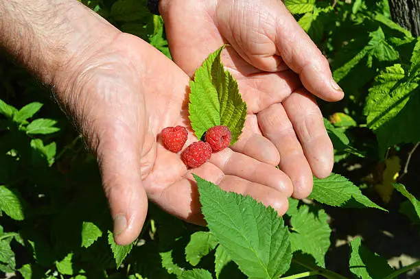 Hand with raspberry in the garden