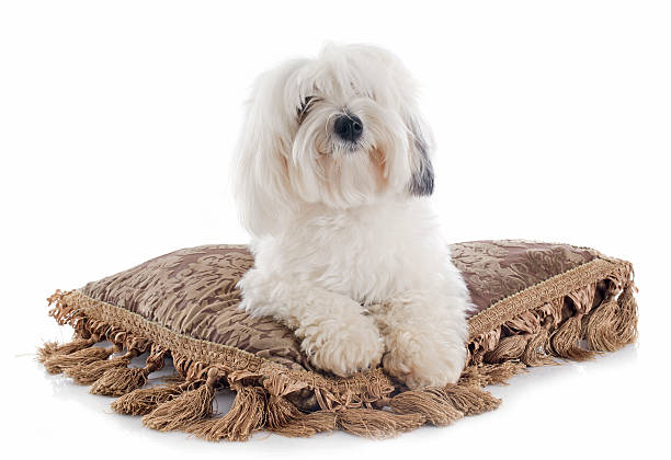 Tulear cotton Coton de Tulear in front of white background coton de tulear stock pictures, royalty-free photos & images