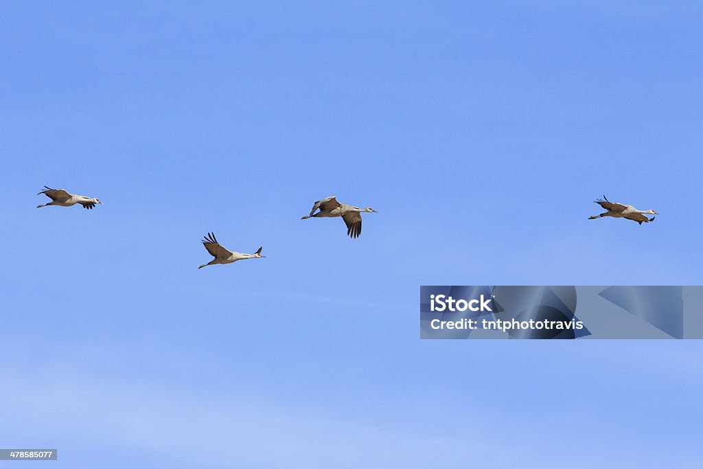 Four Sandhill Cranes in Flight Animal Stock Photo