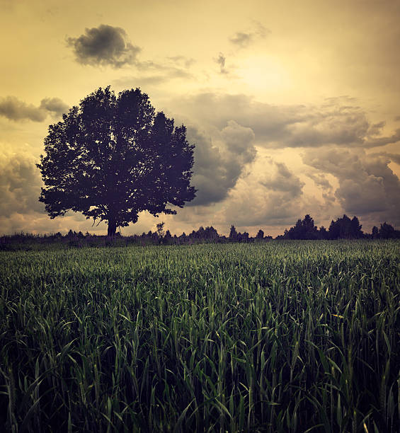 ciemny krajobraz z samotny drzewo i niespokojne niebo - oak tree tree grass hdr zdjęcia i obrazy z banku zdjęć