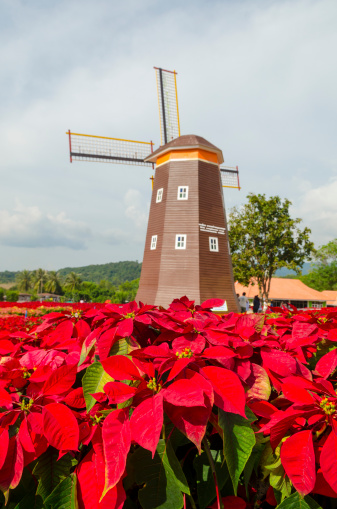 Summer flowers with historic duch windmill on background