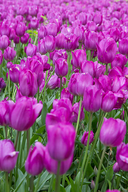 Feld von lila Tulpen – Foto