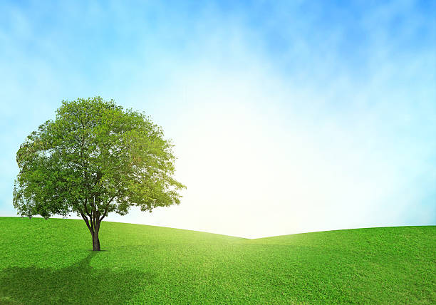 istock Green field, blue sky and lighting flare on grass. 478586582