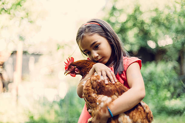 istock Little girl hugging a hen 478586618