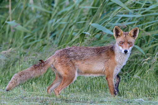 Red fox looking into the camera at the edge of a field of freshly mown grass at the end of a spring day.