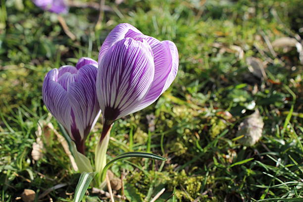 holandês croco botões - single flower flower crocus bud imagens e fotografias de stock