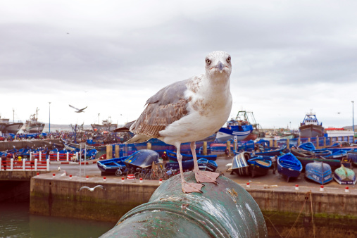 Seagull in the harbor from Essaouira Morocco Africa