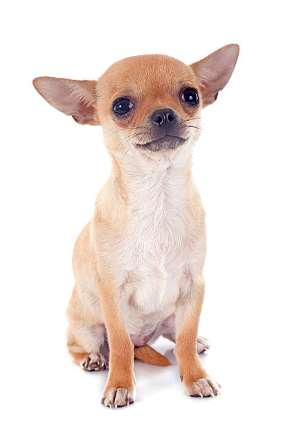 istock puppy chihuahua 478593059