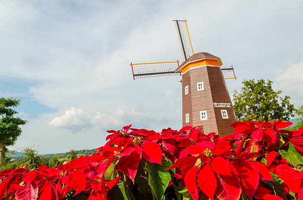 Summer flowers with historic duch windmill on background