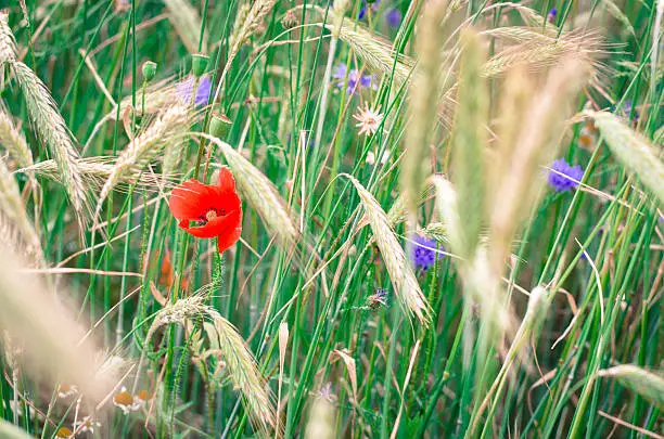 blue corn-flower and red corn-poppy flower in green wheat field